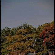 Colorful Tress 