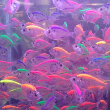fishes