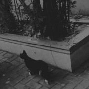 Dark Cat