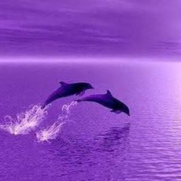 dolphin dark purple/purple