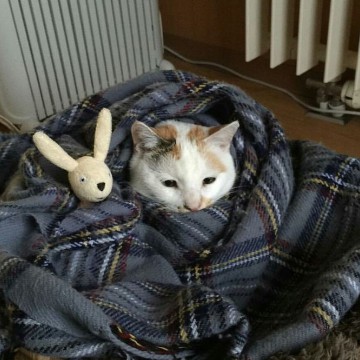 cozy cat