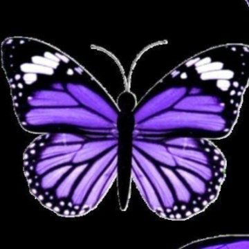Neon purple butterfly   