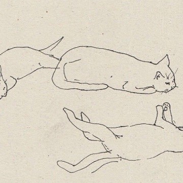 cat