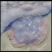 jellyfish