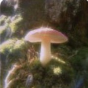 mashroom