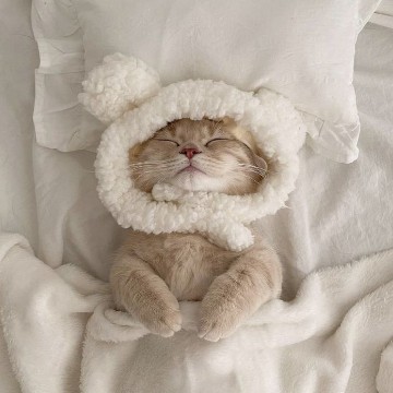 white cat