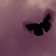 pink butterfly