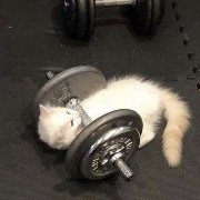 kitty lifting weights