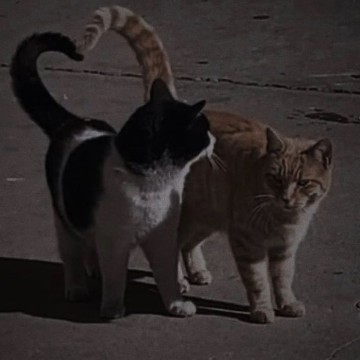 cat asthetic