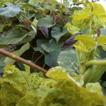 plants Cavite