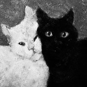 Black & White Cat