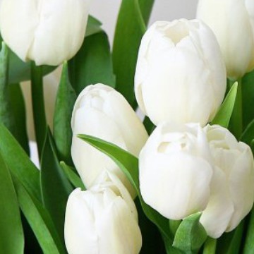 Whit flower