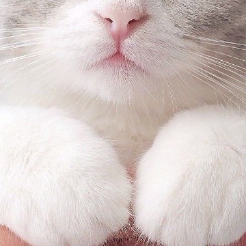 Kawaii kitty widget