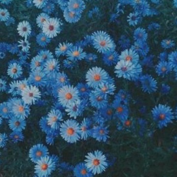 daisies
