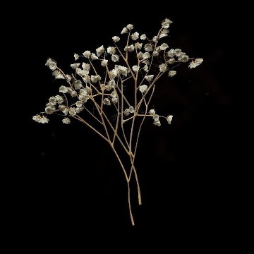 flower.