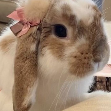 pink bunny