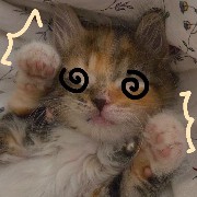 silly cat