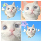 cute cat