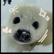 cute silly seal3