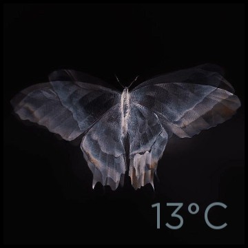 butterfly