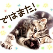 cute cat