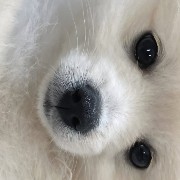 White Widget Dog