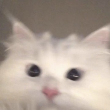 kitty