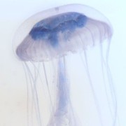 jellyfish 