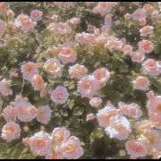pink flowers