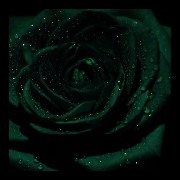 Green rose