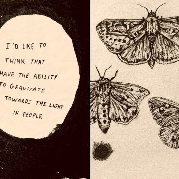 butterfly