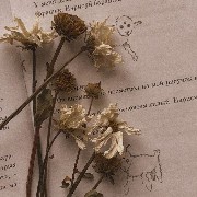 Vintage flowers 