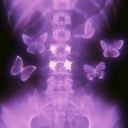 purple butterflies