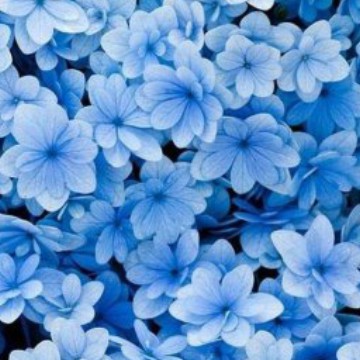 cute flowers