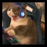 gamer cat