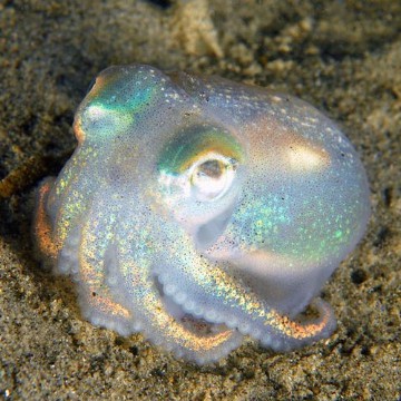 octo