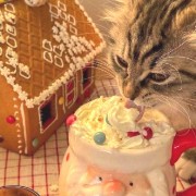 cookie house