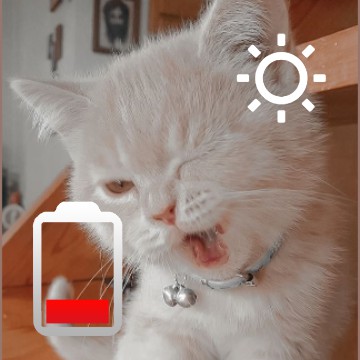 cute cat