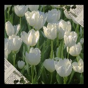 white tulips