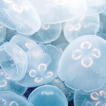 blue jellyfish