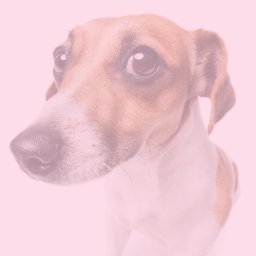 Perrito Timmy