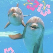 Dolphins