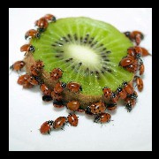 Twee ladybugs kiwi