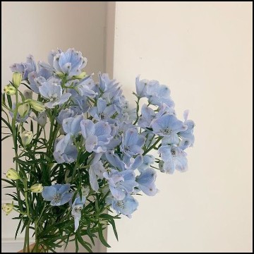 soft blue