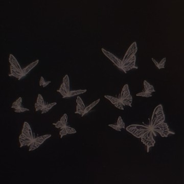 butterfly