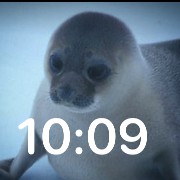 the local time seal