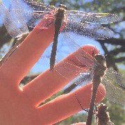 Liblulas