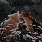 Kiss cats