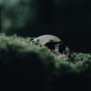Moss