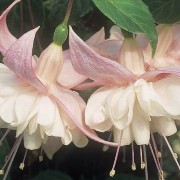 lily flower pt.2
